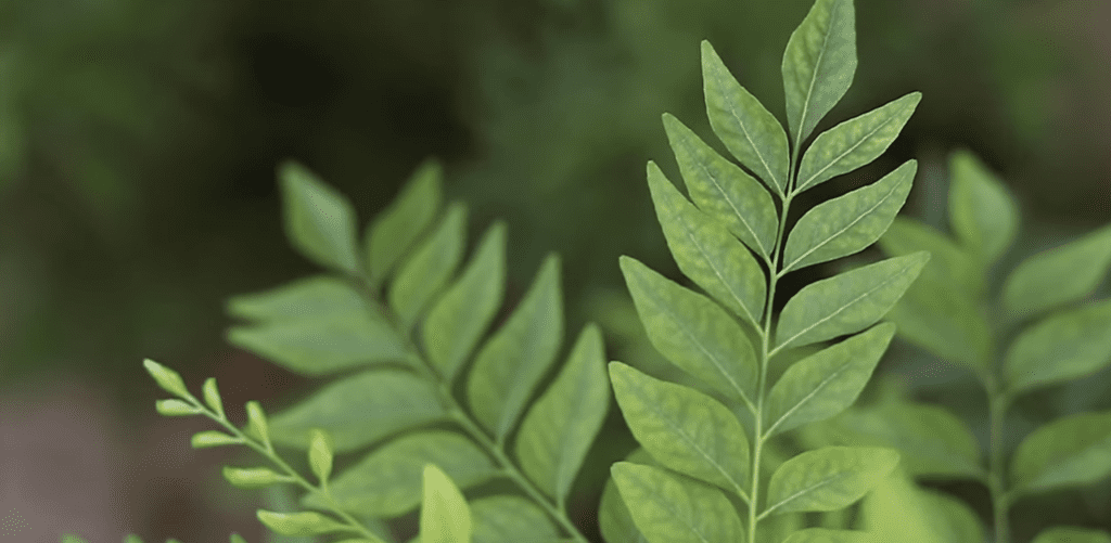 11 Incredible Health Benefits of Curry Leaves 